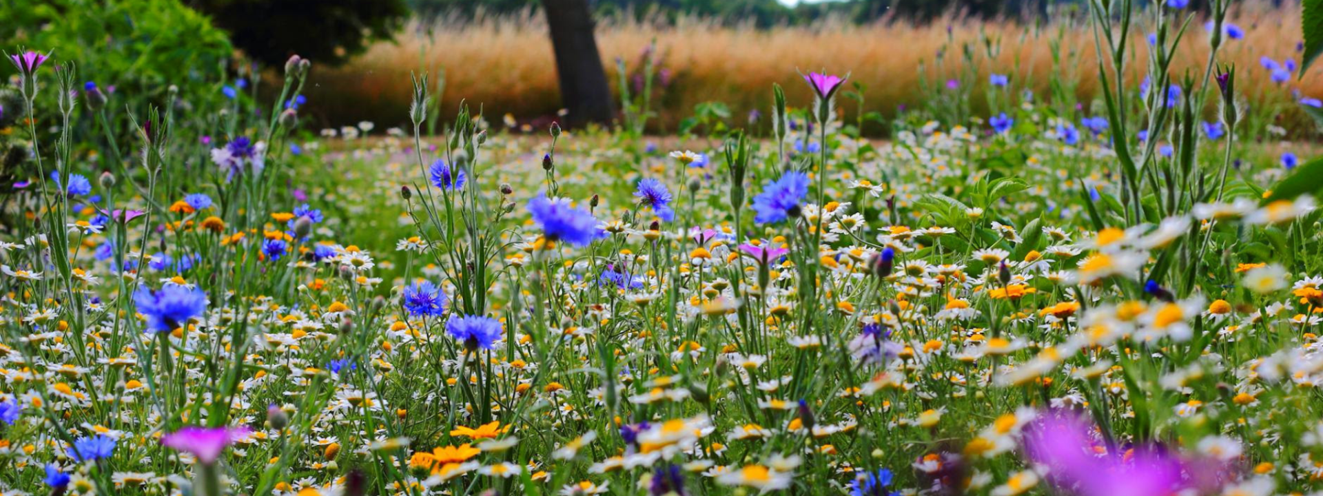 sommaräng med blommor